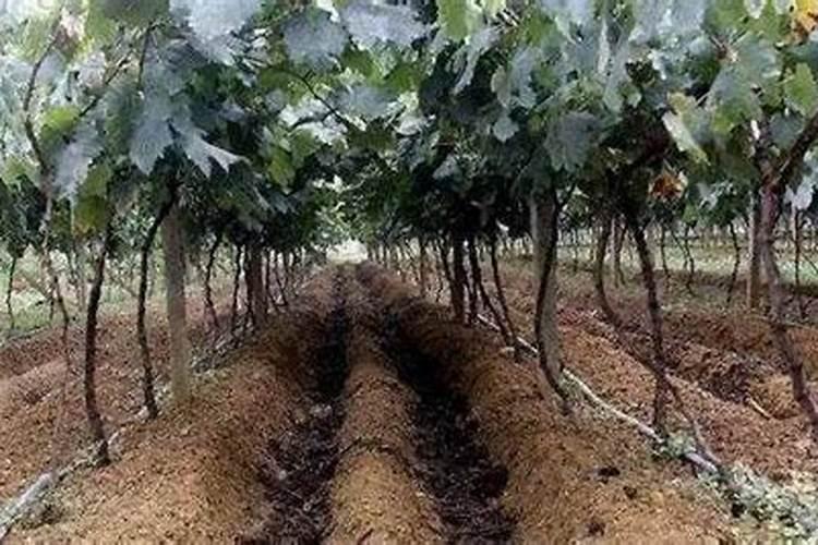 葡萄发芽是否喷叶面肥？用什么叶面肥好？