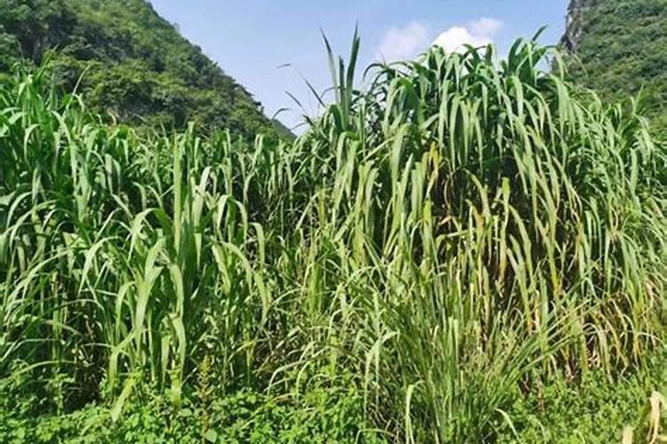 苜蓿打叶面肥用啥肥料