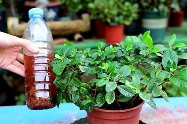 丽格海棠有花苞不开花