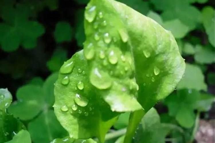 种植中药材施什么肥料好？
