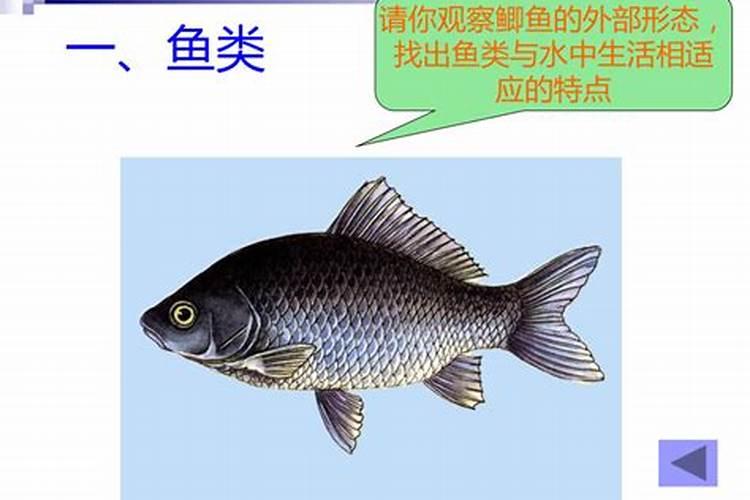 枸杞菜怎么种植？