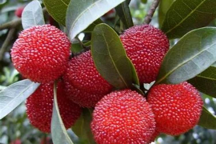 杨梅幼苗多久施肥一次