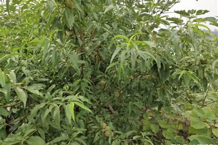 桃子结果后怎样施肥