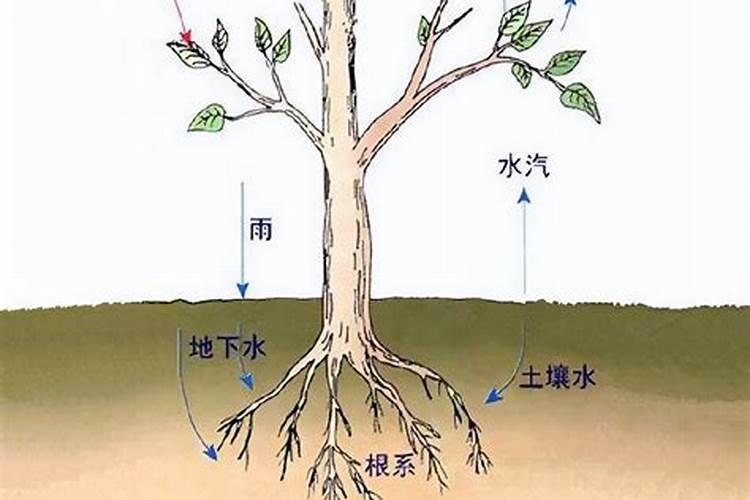 玉米水溶肥在玉米长棒子的时候可以打吗