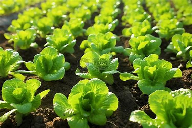 磷肥的作用 磷肥简介