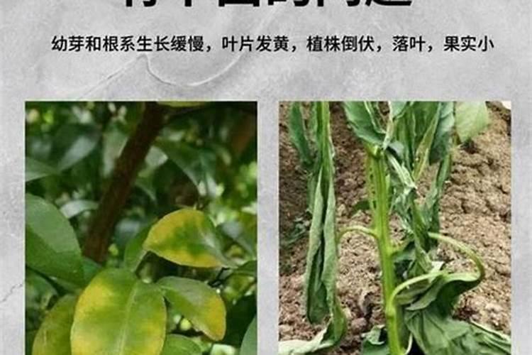 种植山药氮肥什么时候施磷肥什么时候施钾肥什么时候施