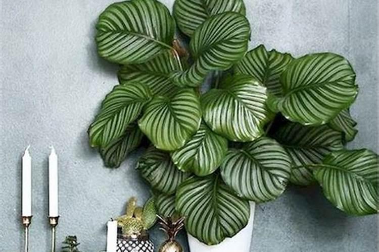 苹果竹芋怎么养长得快又旺盛