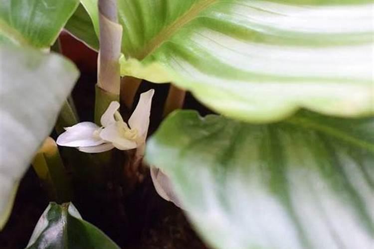 苹果竹芋怎么养长得快