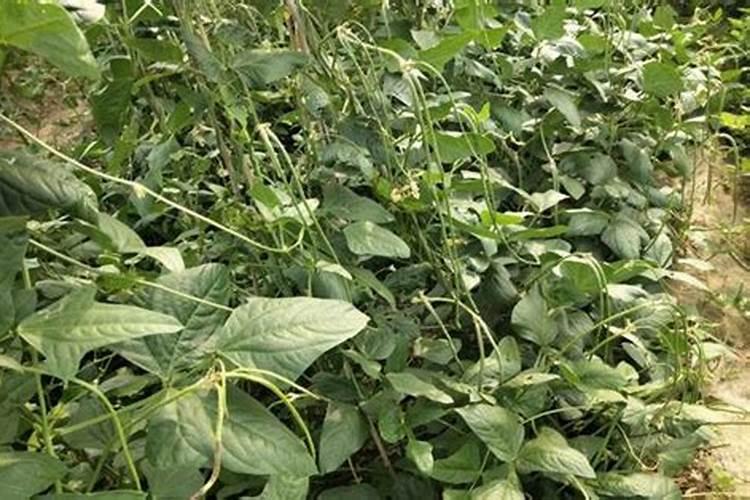 豇豆叶片发黄,豆角两头发尖