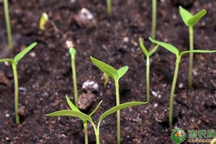 为什么长期施用化肥会导致土壤板结