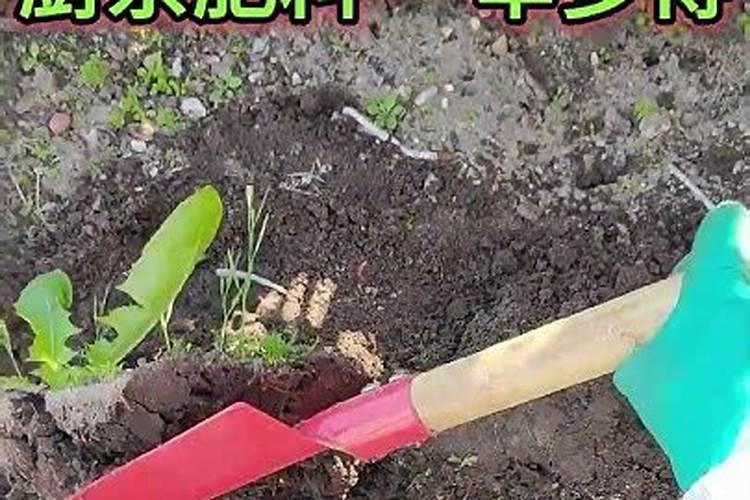 为什么氮肥不能与石灰草木灰等碱性肥料混