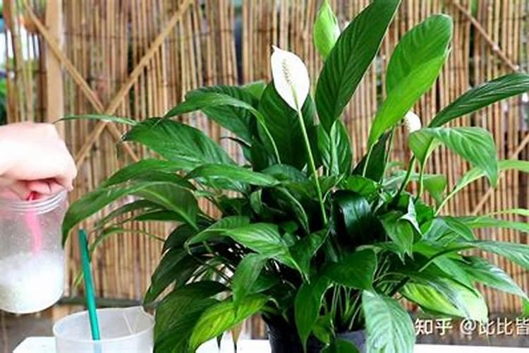 用尿素每天放一点浇花怎么样