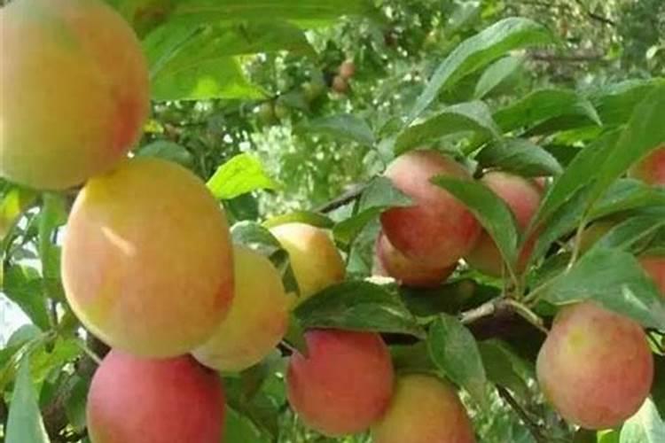 李子施什么肥？