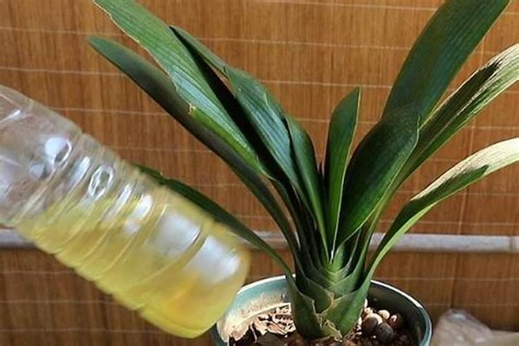 绿萝可以施复合肥吗,绿萝复合肥一盆施几粒(4粒/用水溶解)