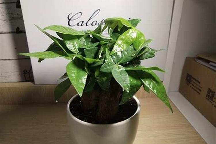 复合肥和磷钾肥有什么区别