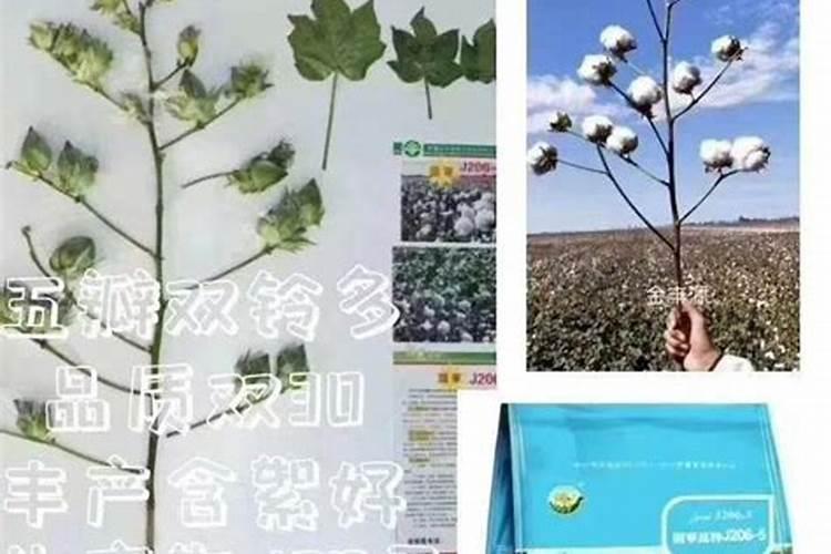 复合肥和磷钾肥有什么区别