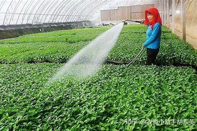 碳酸氢铵能否随水冲施