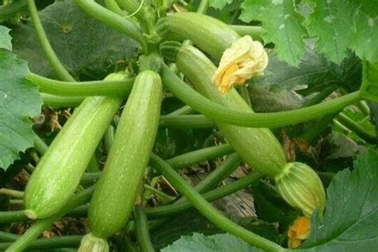 什么肥促进花芽分化;什么肥料能让根系快速生长