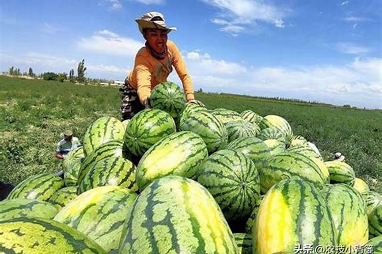 磷肥应该怎么上~