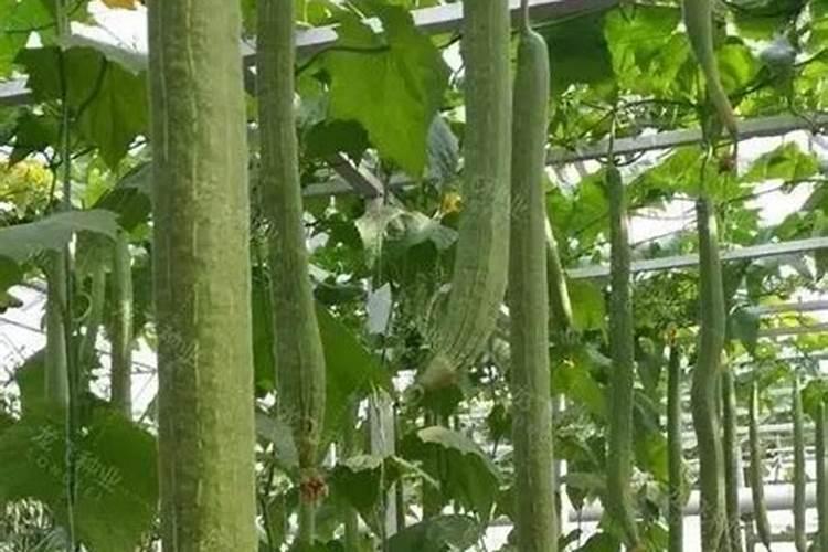 丝瓜最怕什么肥料 丝瓜不能使用什么肥料