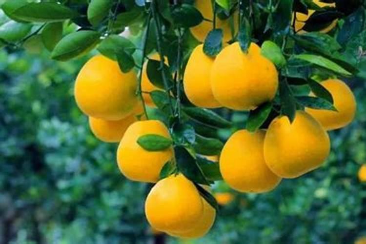 怎样种植胡柚提高产量