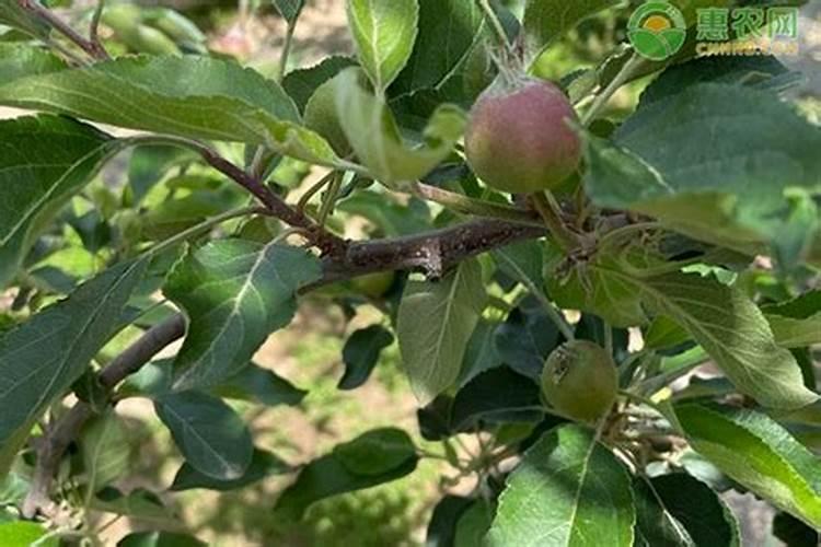 春天来了办公室花草施什么肥促进开花