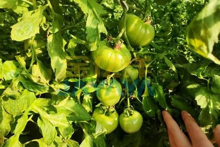 西红柿种植用什么肥