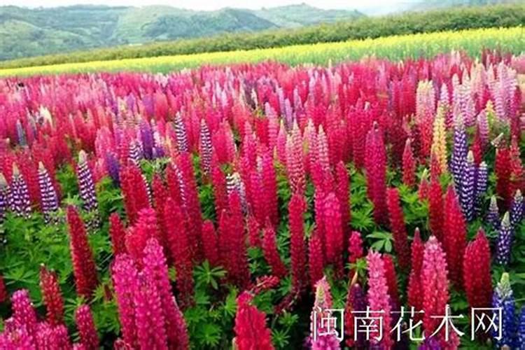 玉米专用叶面肥什么牌子好