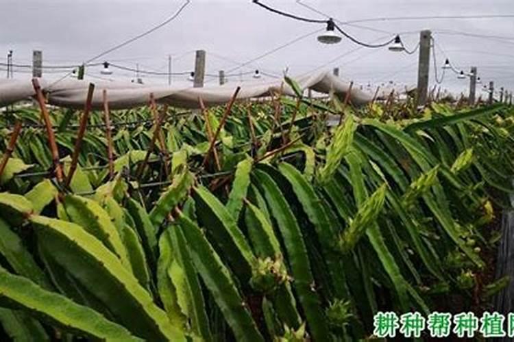 叶面肥多长时间能吸收 如何提高肥效