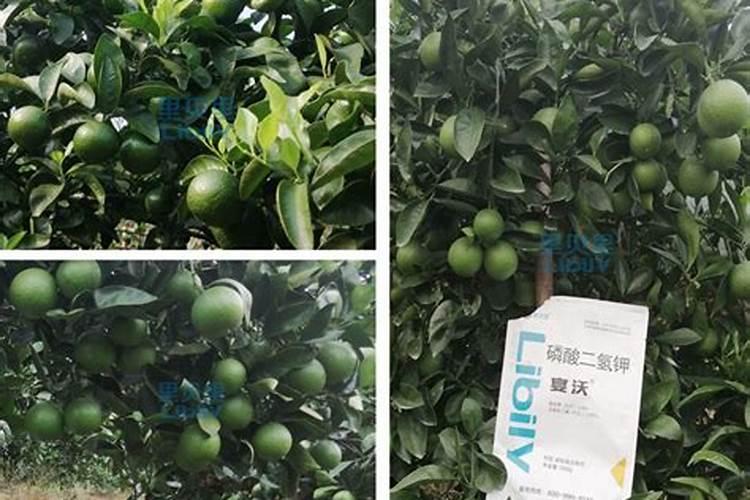 柑橘水溶肥的使用方法？柑橘用什么肥料长得快