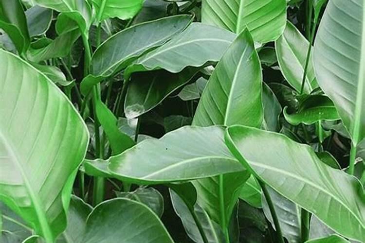 鹤望兰叶片发黄如何防治