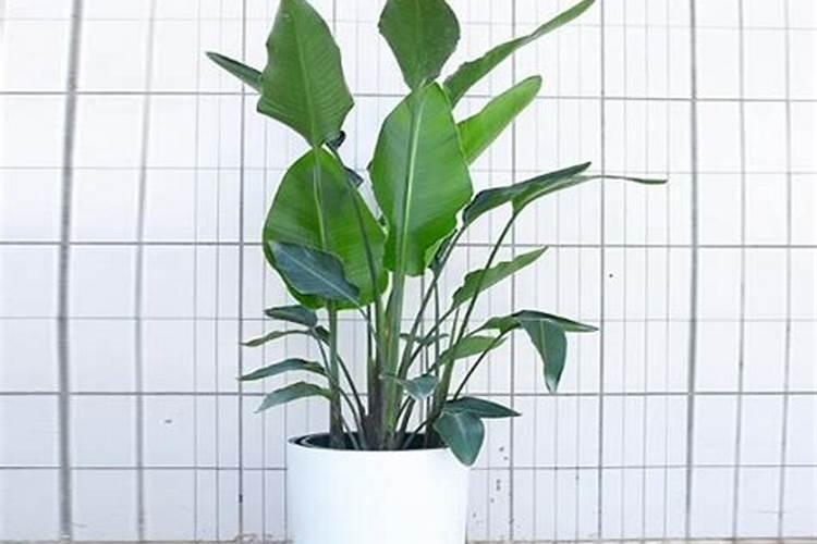 鹤望兰如何长侧芽