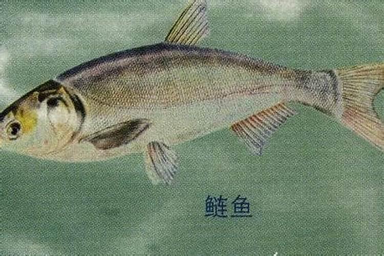 鲫鱼诱食剂有哪些成分