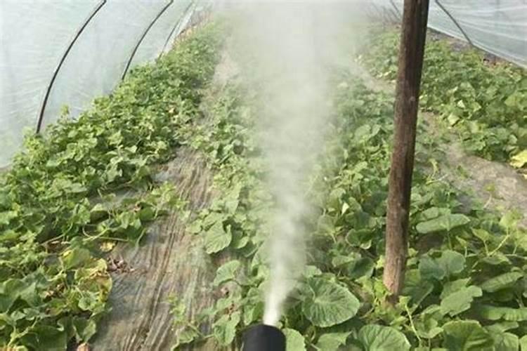 康仆硼肥叶面肥怎么兑水