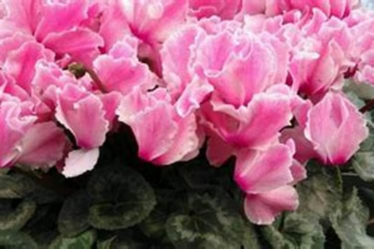 仙客来怎么度夏安全