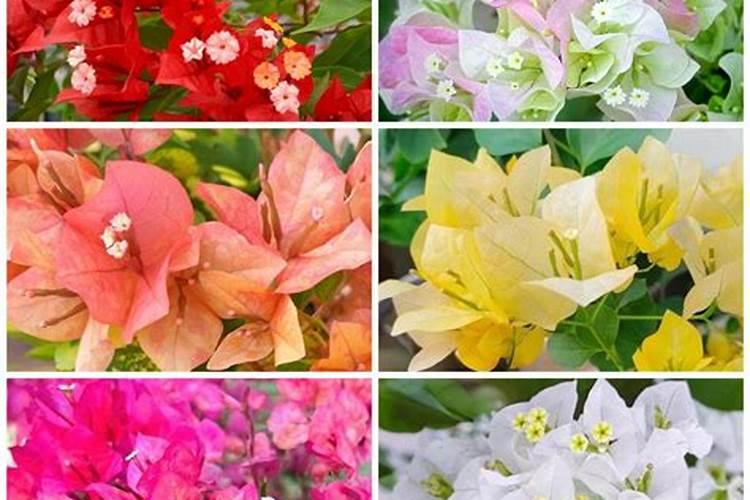 三角梅发芽后施什么肥