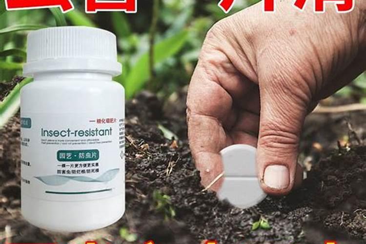糖化硼肥片真能防虫吗