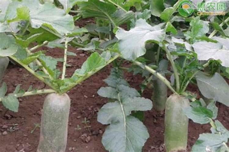 萝卜为什么要补硼肥