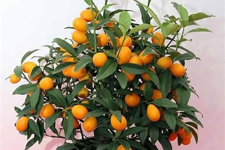 金桔开花后怎么防止落果