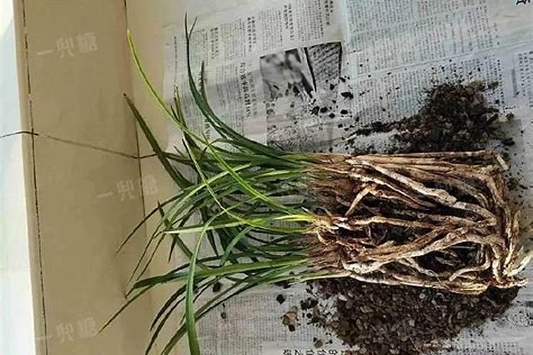 兰花草怎么养最好