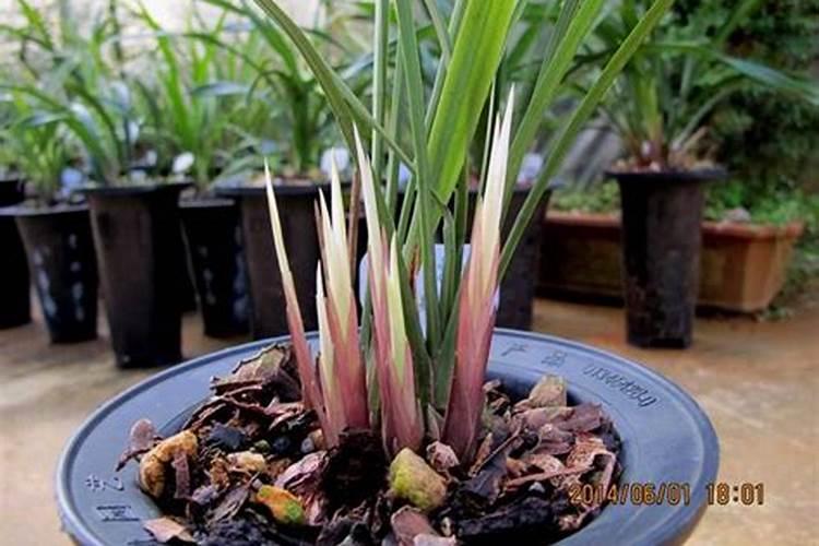 施肥,养兰的一把双刃剑