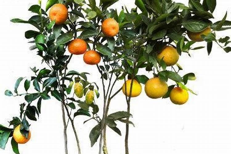 两年苗的砂糖橘下什么肥才快点长大