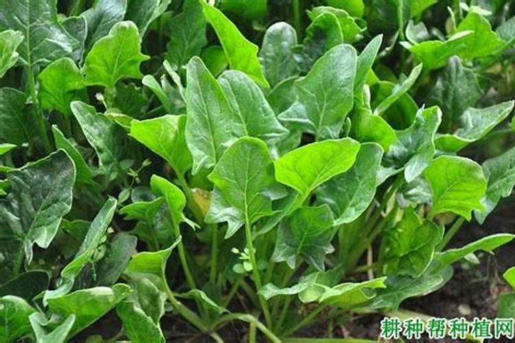 养殖菠菜应该怎么施肥
