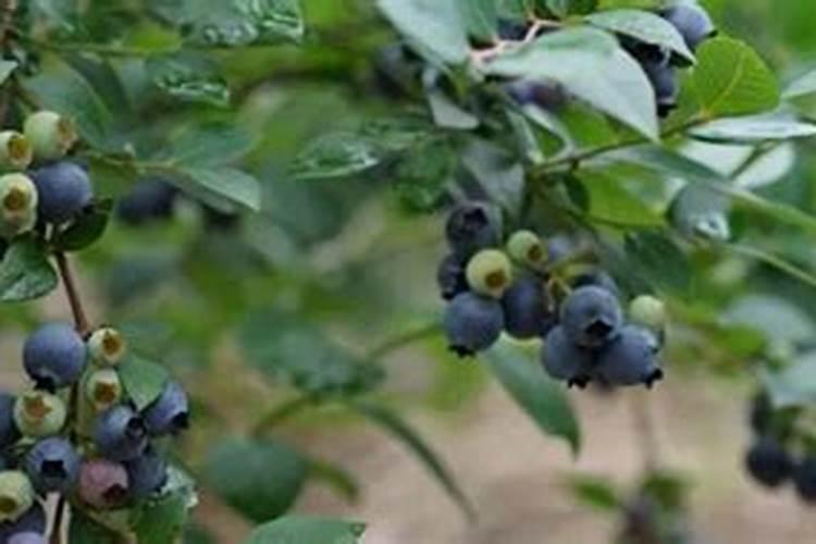 蓝莓花期用什么肥料