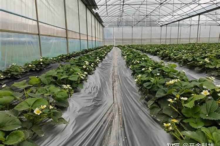 生根壮苗用什么肥料最好