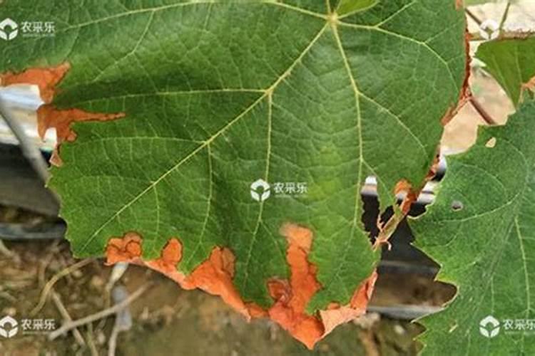 钾肥是什么肥料 植物缺少钾肥会怎么样