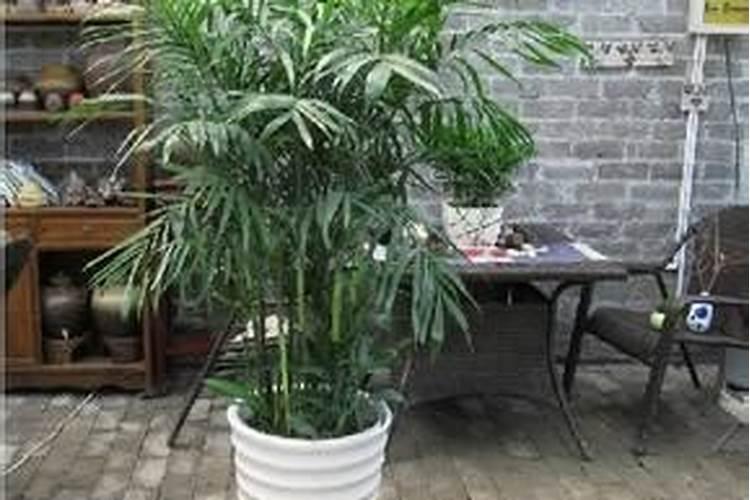 夏威夷竹叶尖发黑怎么办