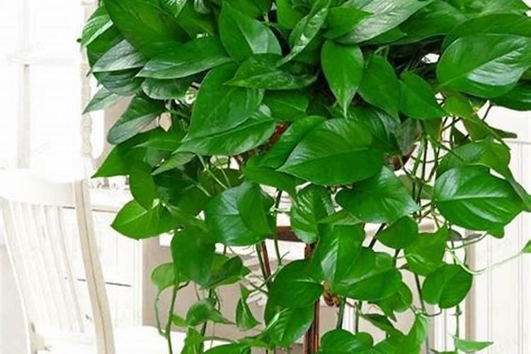 钾肥如何使用在花上