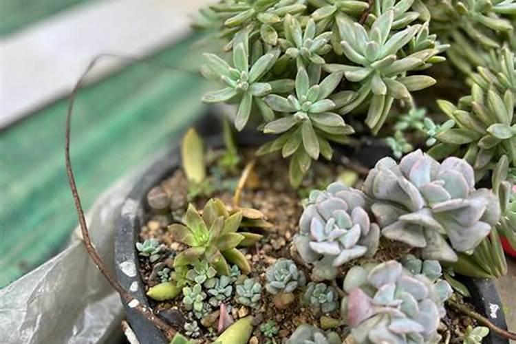 请问一下肉肉植物不施肥可以吗