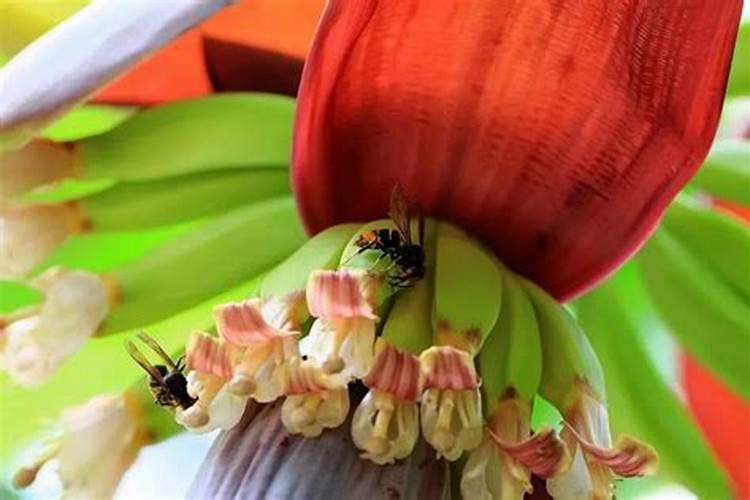 香蕉皮可以做花肥吗